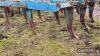 Bomford 13 Tine Chisel Plough - 5