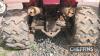 X-Plorer Quad Bike UNRESERVED LOT - 15