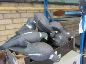 Qty decoy pigeons and stands